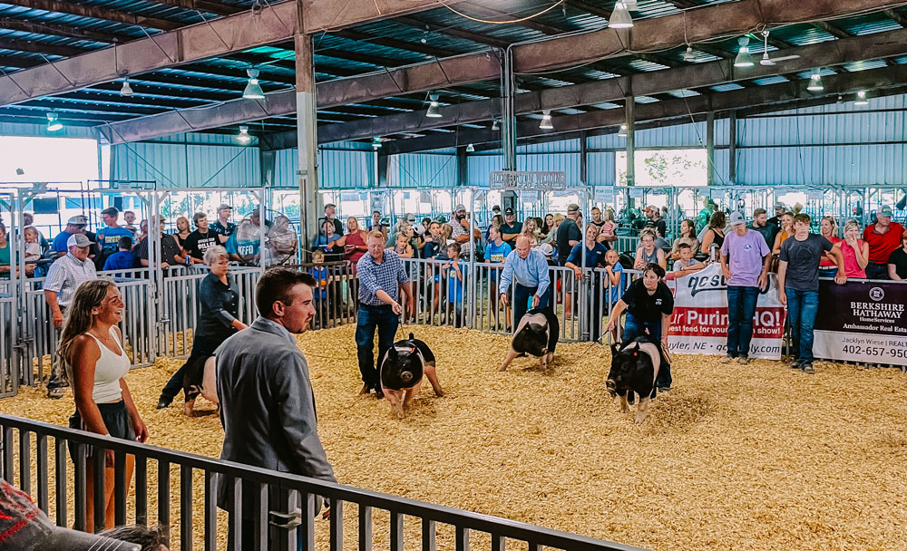 CELEBRITY SWINE SHOWMANSHIP